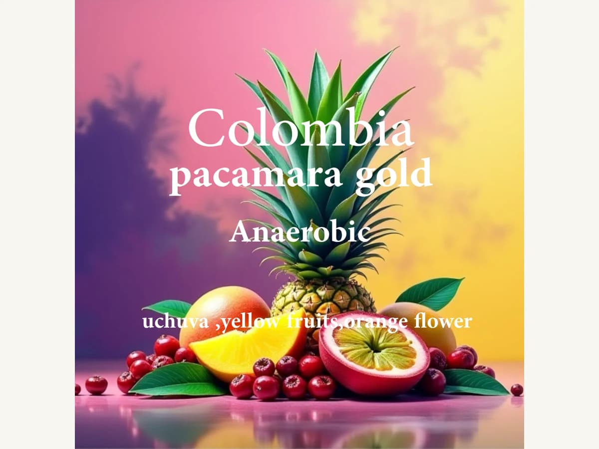 ALEZ Coffee Roaster Colombia Pacamara Gold bag illustration